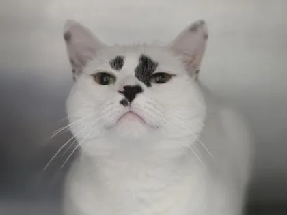 An adult small-sized male Domestic Short Hair cat named Honey for adoption in Woodbury, MN