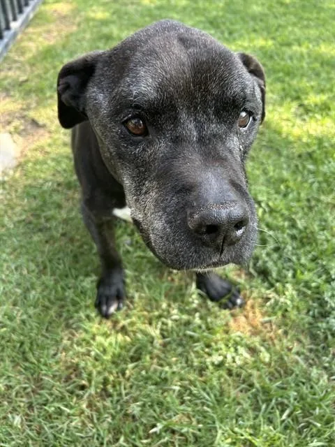 A senior large-sized male Pit Bull Terrier dog named Joe for adoption in Riverside, CA