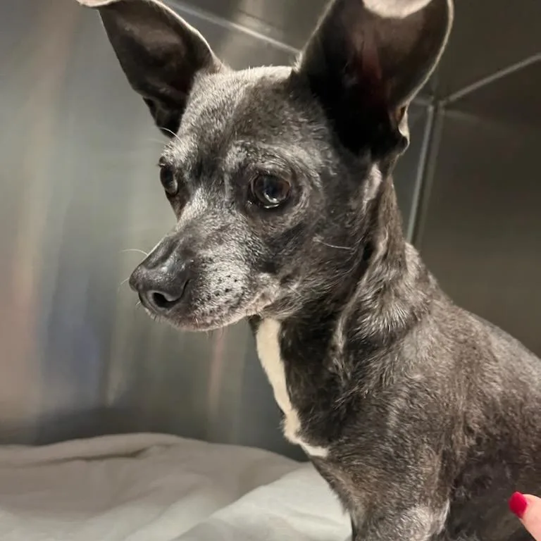 A senior small-sized female Black Mixed Breed dog named Sadie for adoption in Greensboro, NC