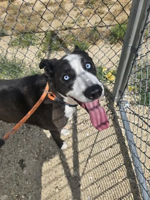 An adult medium-sized male Siberian Husky dog named Poe for adoption in Casper, WY