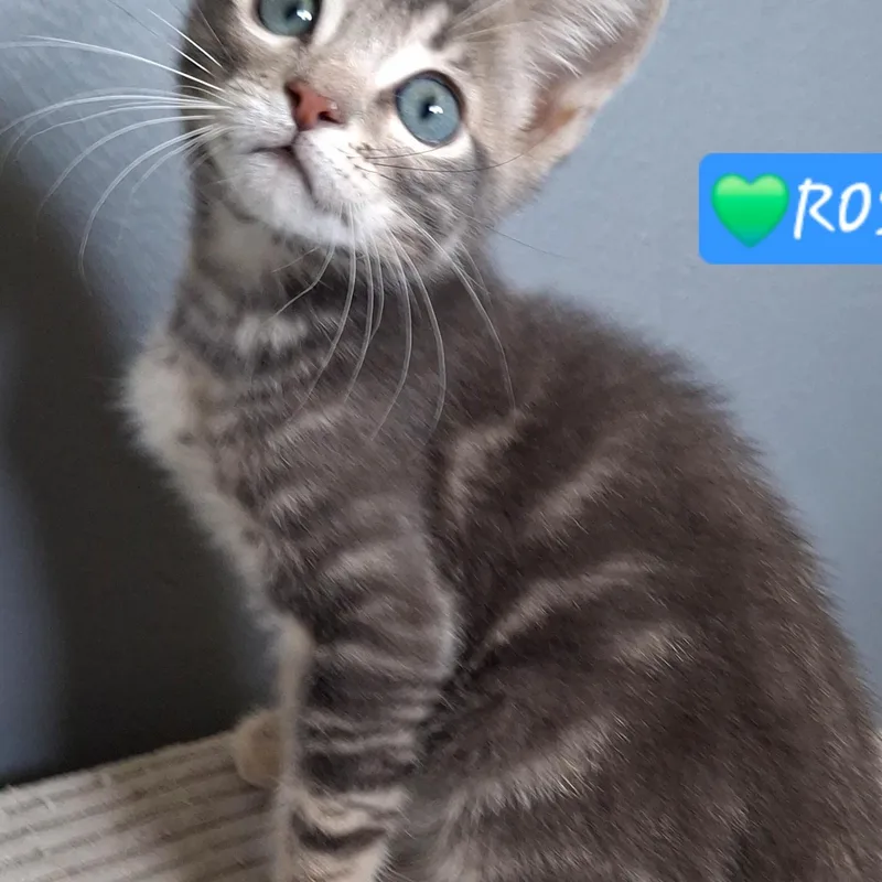 Ross thumbnail 4