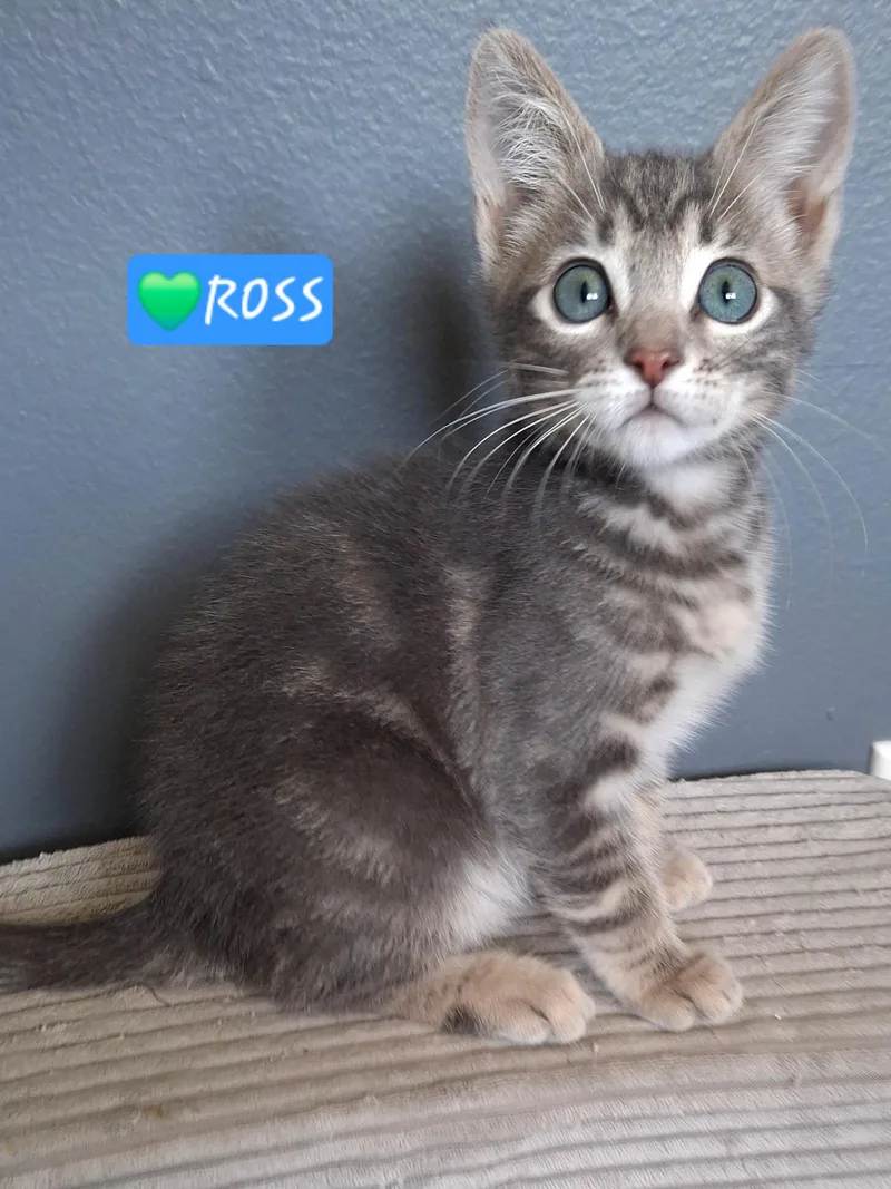 Ross thumbnail 6