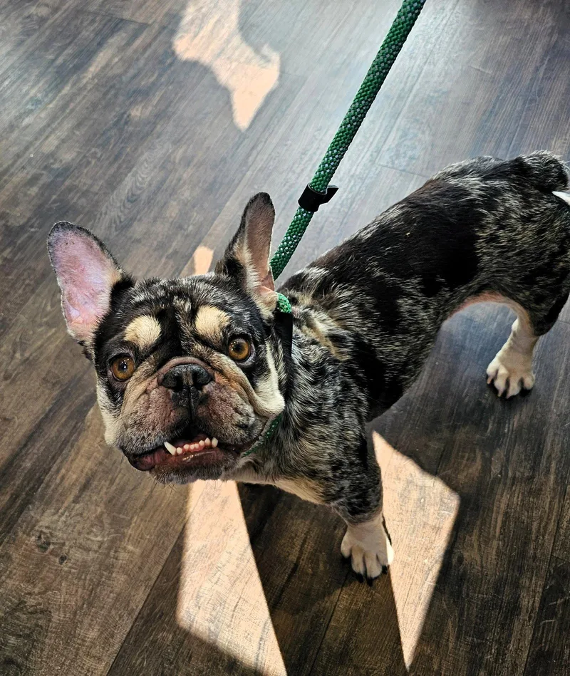 An adult small-sized female French Bulldog dog named Tilly for adoption in Auburn, GA