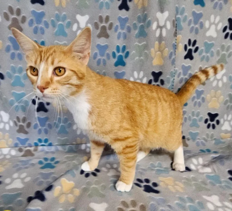 An adult medium-sized male Domestic Short Hair cat named Scalpel for adoption in Wabash, IN