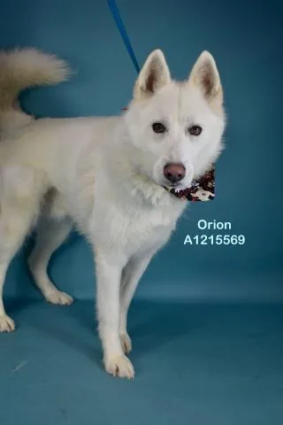 An adult large-sized male Siberian Husky dog named Orion for adoption in Bakersfield, CA