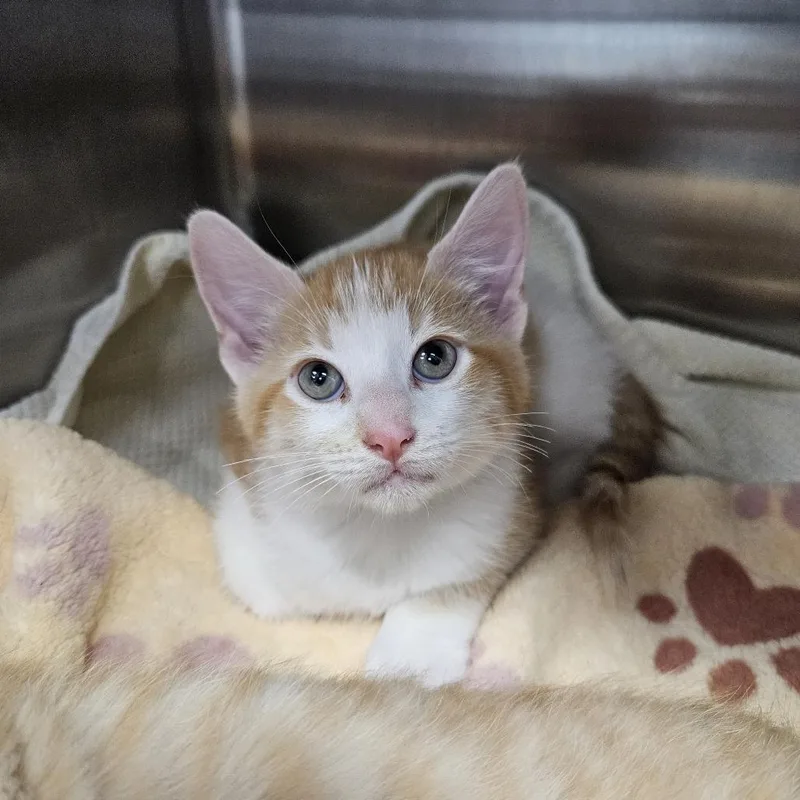 A baby small-sized male Orange / Red American Shorthair cat named Sparrow for adoption in Port Townsend, WA