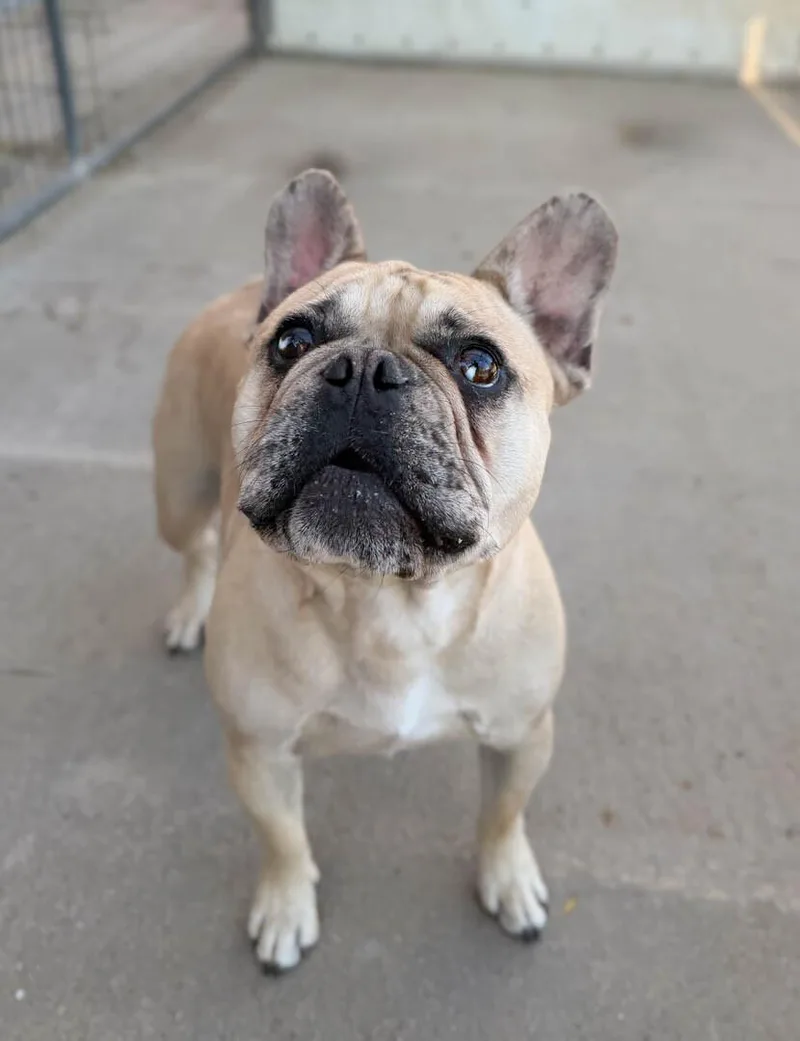 A young small-sized male French Bulldog dog named Cletus for adoption in Windsor, CO