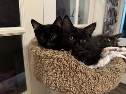 Meowzart thumbnail 2