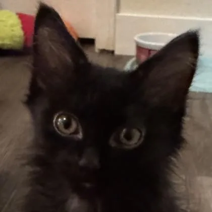 Meowzart thumbnail 3