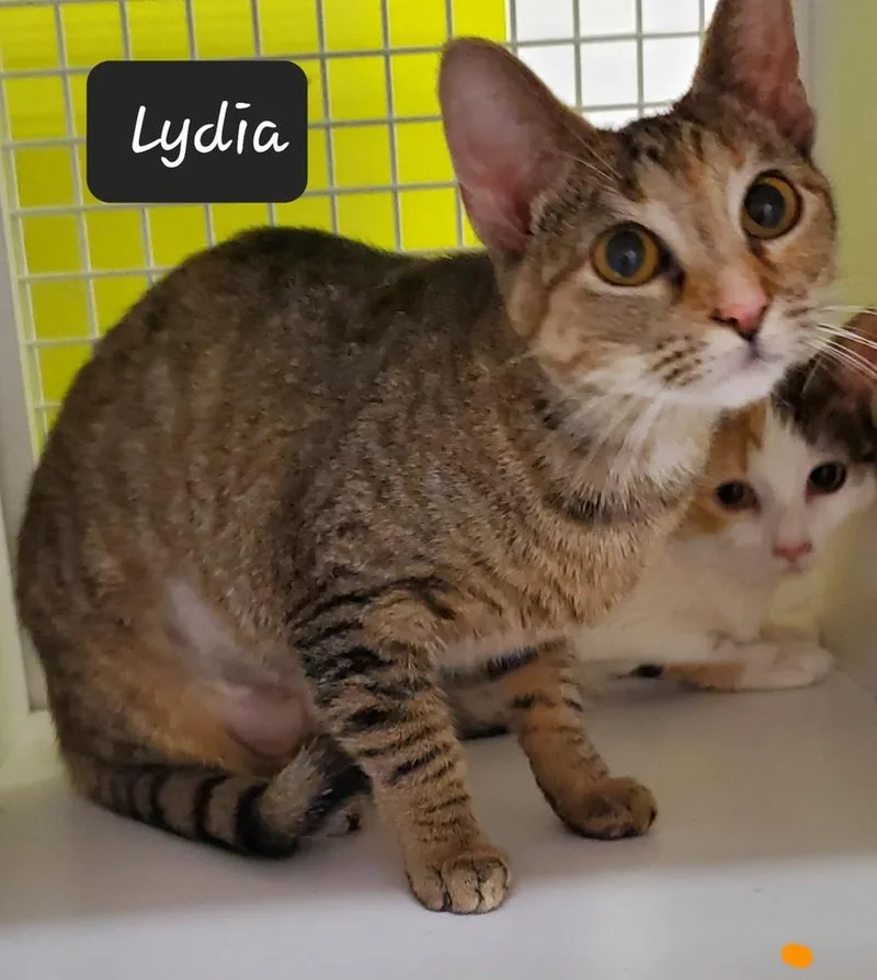 A baby small-sized female Domestic Short Hair cat named Lydia for adoption in Dallas, TX