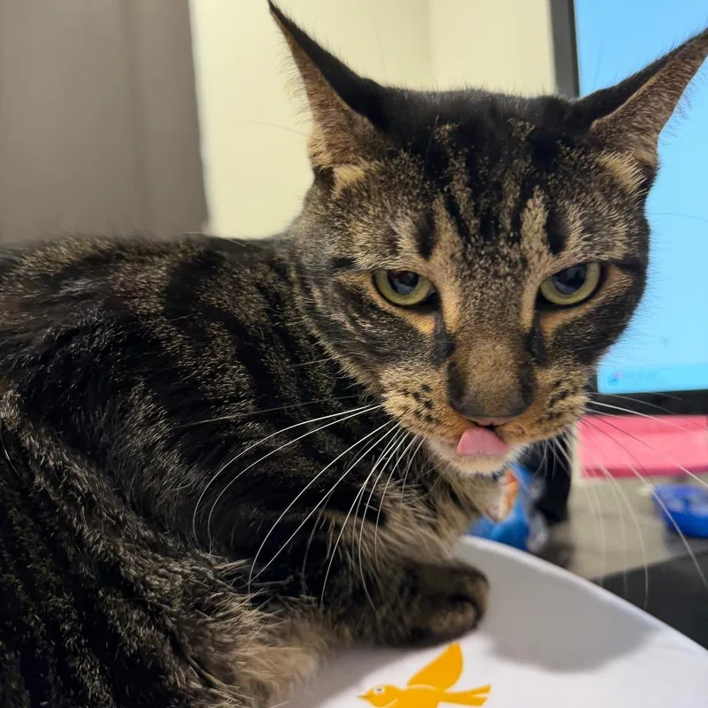 An adult large-sized male Black Domestic Short Hair cat named Juju for adoption in Tampa, FL
