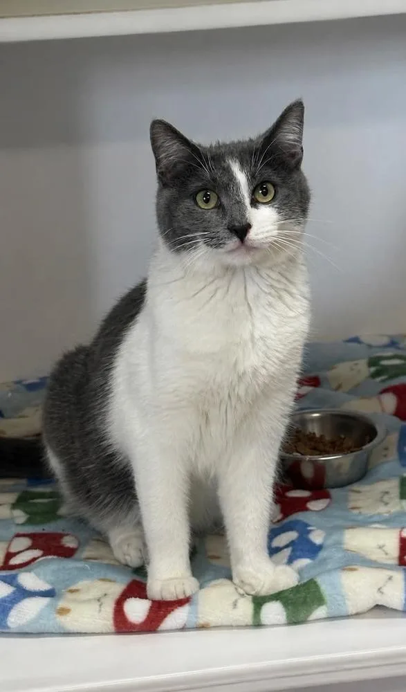 A young medium-sized male Domestic Short Hair cat named Bashir for adoption in Bolivar, MO