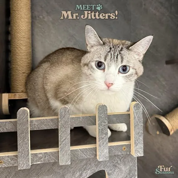 Mr. Jitters thumbnail 3