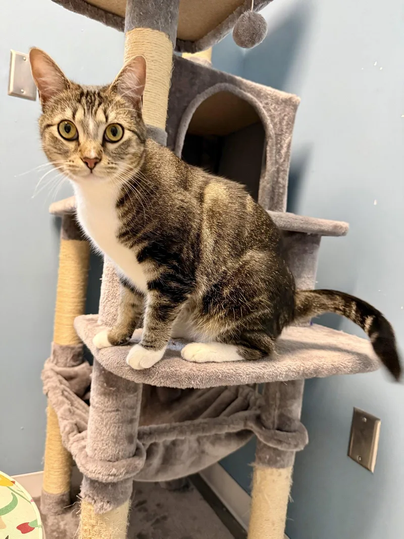 A young medium-sized female Domestic Short Hair cat named Meggie for adoption in Reston, VA