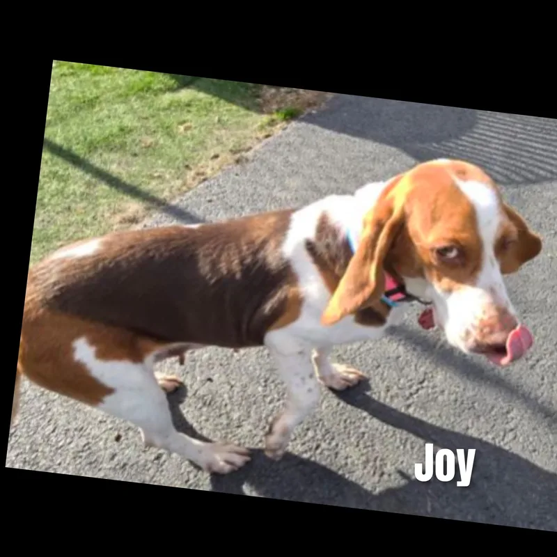 Joy thumbnail 5