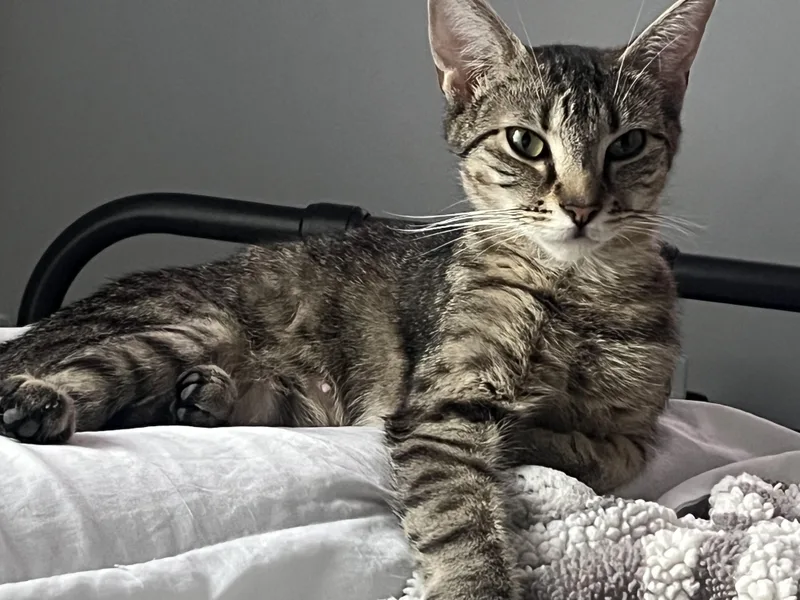 A young medium-sized female Tabby (Brown / Chocolate) Domestic Short Hair cat named Tallulah for adoption in Philadelphia, PA