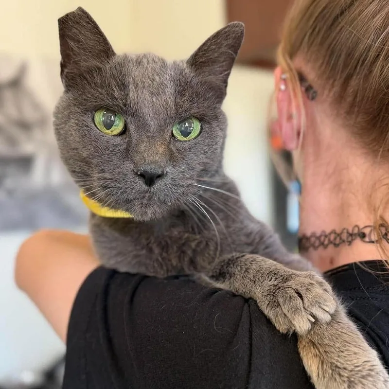 A senior medium-sized female Gray / Blue / Silver Domestic Short Hair cat named Guinea for adoption in Ramona, CA