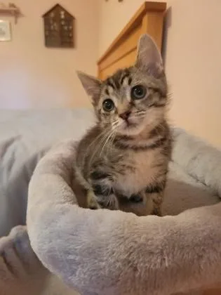 A baby small-sized female Domestic Short Hair cat named A Lil for adoption in North Charleston, SC