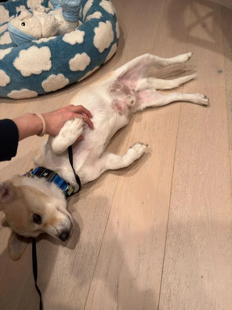 An adult medium-sized male Jindo dog named Ogu for adoption in Long Island City, NY