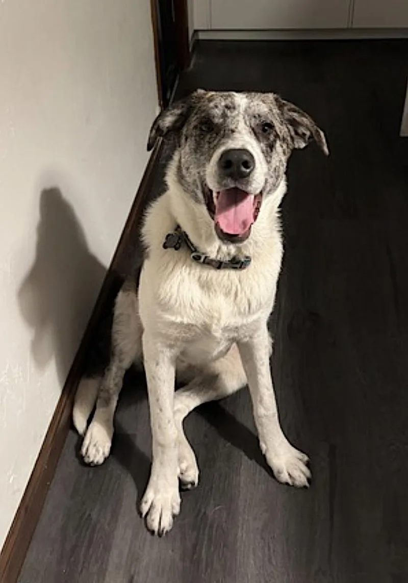 A young large-sized male White / Cream Catahoula Leopard Dog dog named Meep for adoption in Amherst, MA