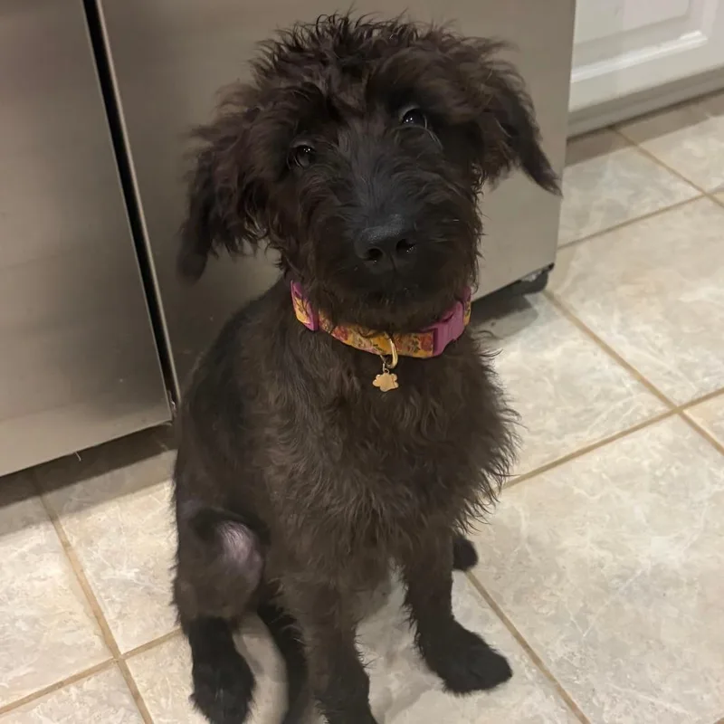 A young medium-sized male Black Terrier dog named Drisco for adoption in Cincinnati, OH