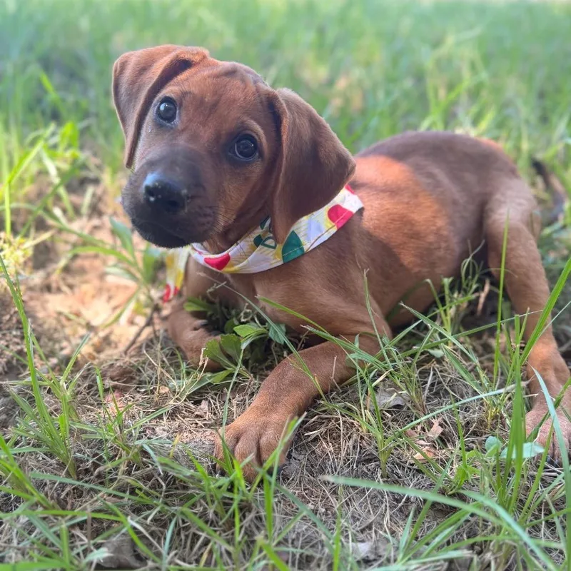 A baby large-sized male Brown / Chocolate Hound dog named Edwin for adoption in Livingston, TX