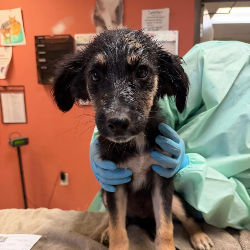 A baby small-sized male Black Shepherd dog named Garth for adoption in Flagstaff, AZ