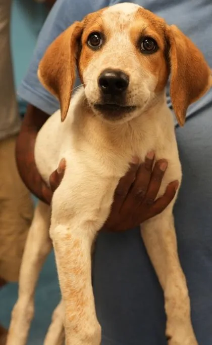 A young medium-sized female Hound dog named Lainey for adoption in Bowling Green, KY