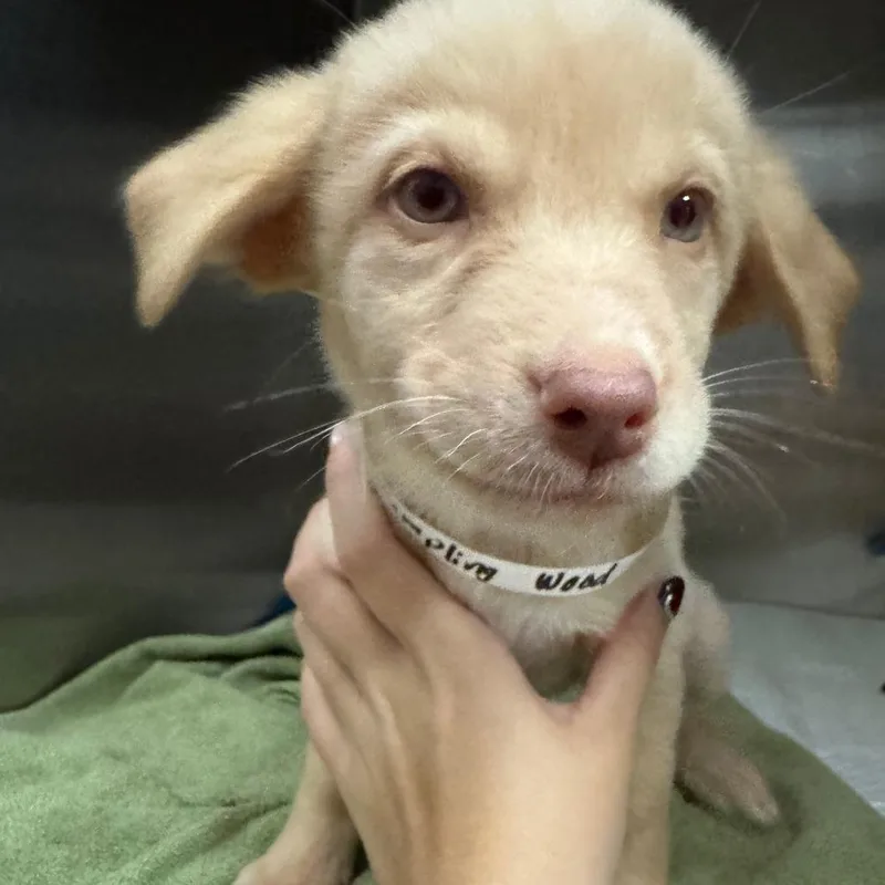 A baby small-sized female Yellow / Tan / Blond / Fawn Mixed Breed dog named Dumpling for adoption in Columbus, GA