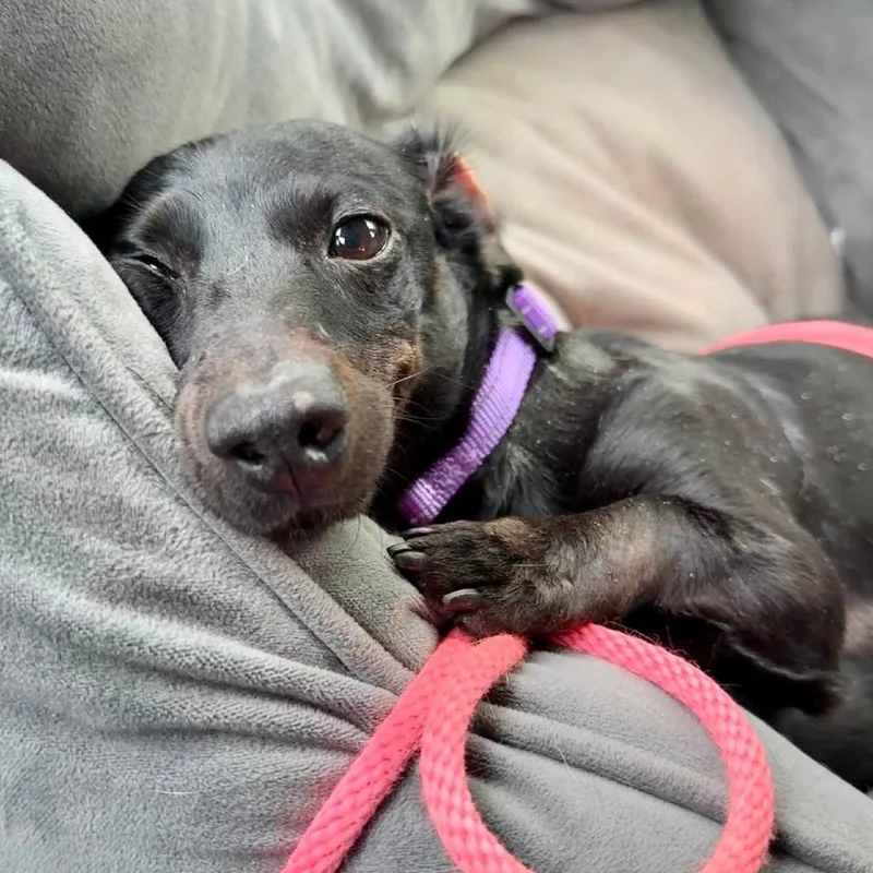 An adult small-sized female Black Dachshund dog named Moxie for adoption in Wichita, KS