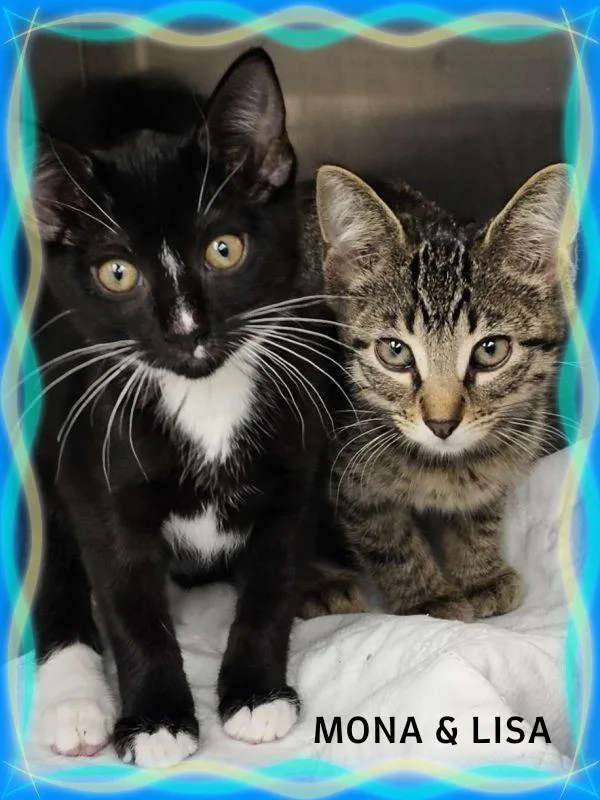 A young medium-sized female Black Domestic Short Hair cat named Mona for adoption in Whiting, IN