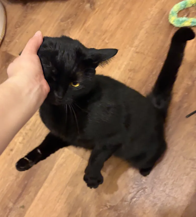 Mr. Nori thumbnail 2