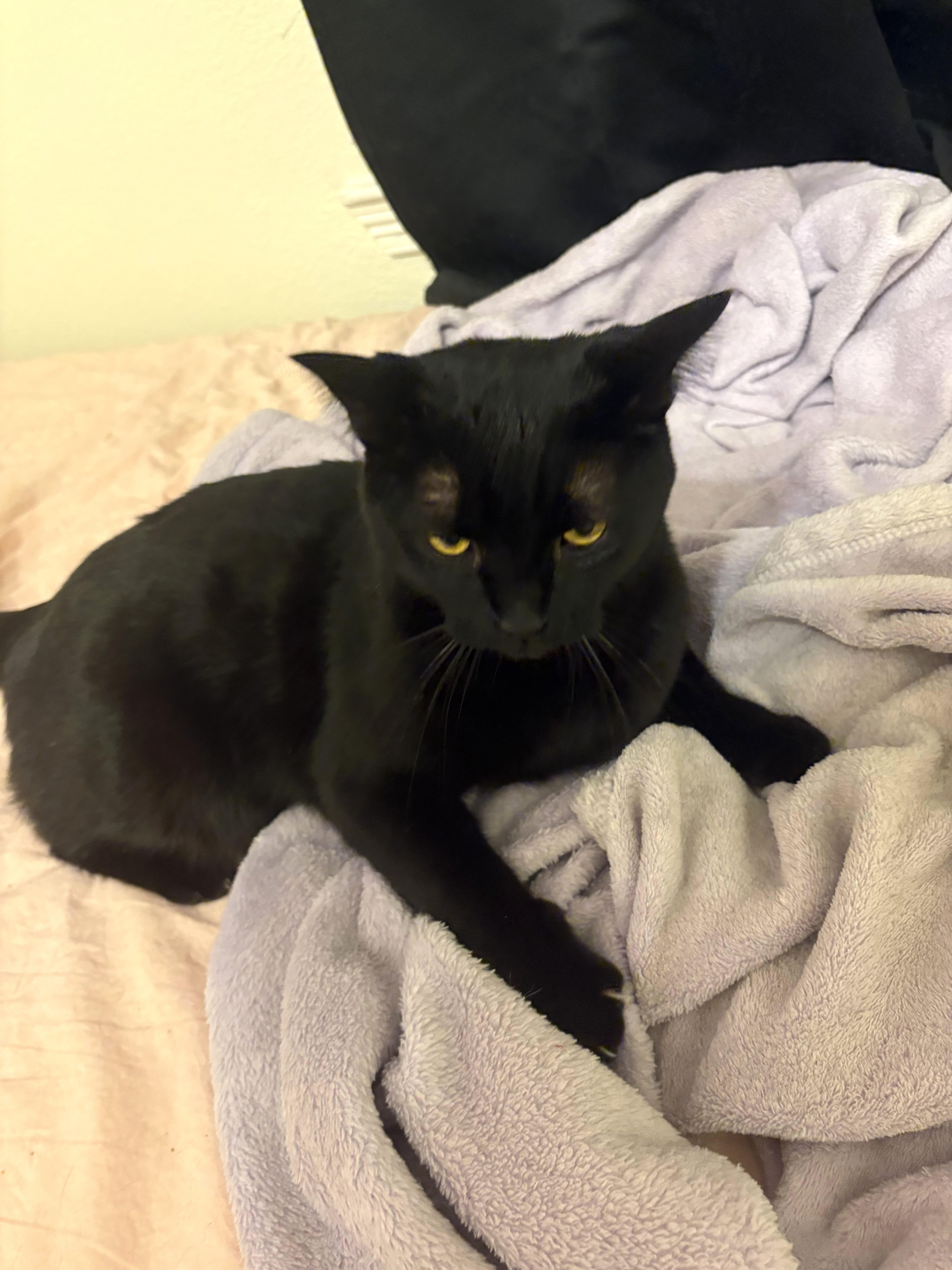 Mr. Nori thumbnail 4