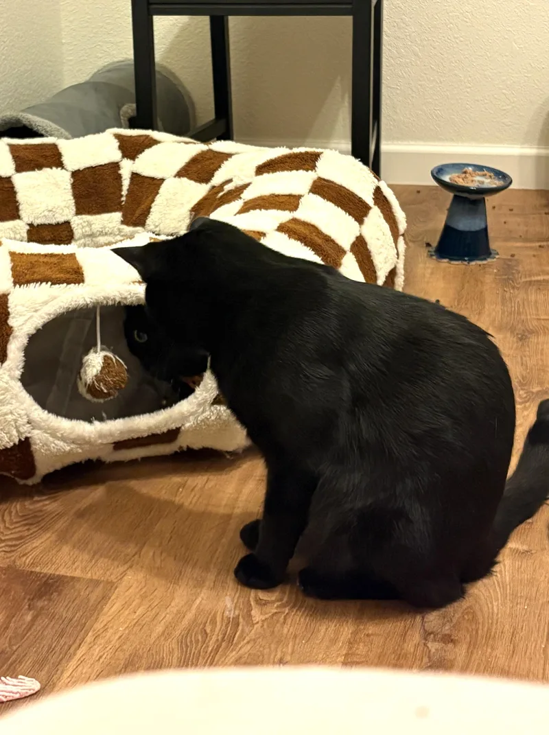 Mr. Nori thumbnail 5