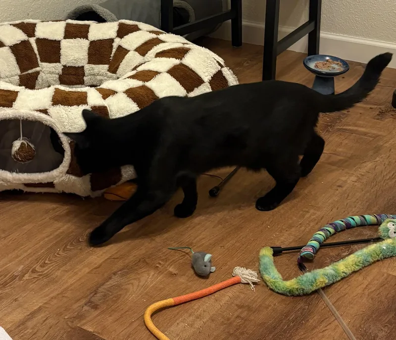 Mr. Nori thumbnail 6