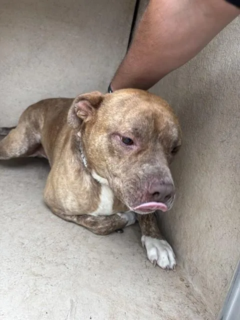 An adult large-sized male Pit Bull Terrier dog named Gibson for adoption in Oklahoma City, OK