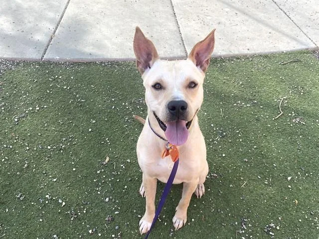 A young large-sized male Pit Bull Terrier dog named Dune for adoption in Phoenix, AZ