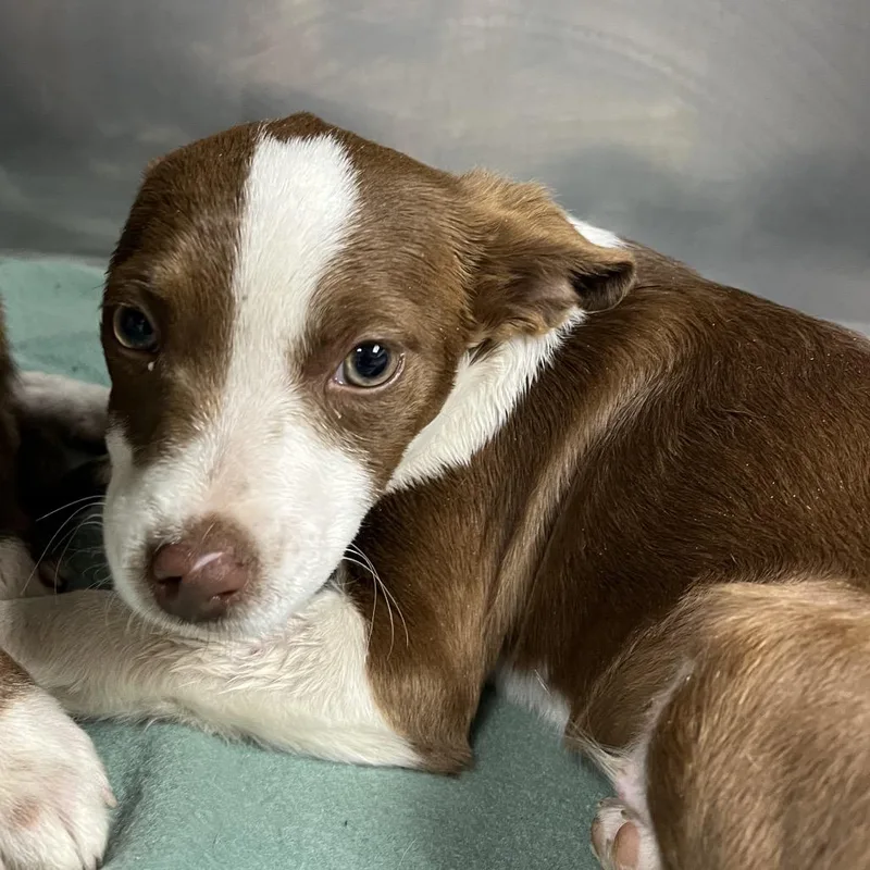 A baby medium-sized male Brown / Chocolate Australian Shepherd dog named Skynyrd for adoption in Alexandria, VA
