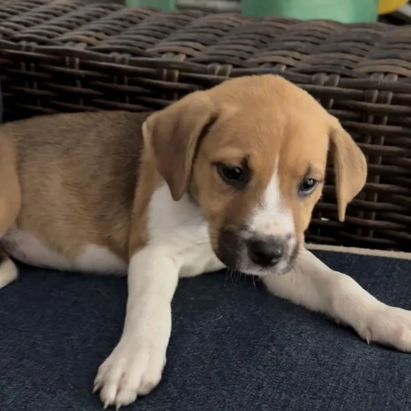A baby medium-sized male White / Cream Pit Bull Terrier dog named Hendrix for adoption in Texarkana, TX