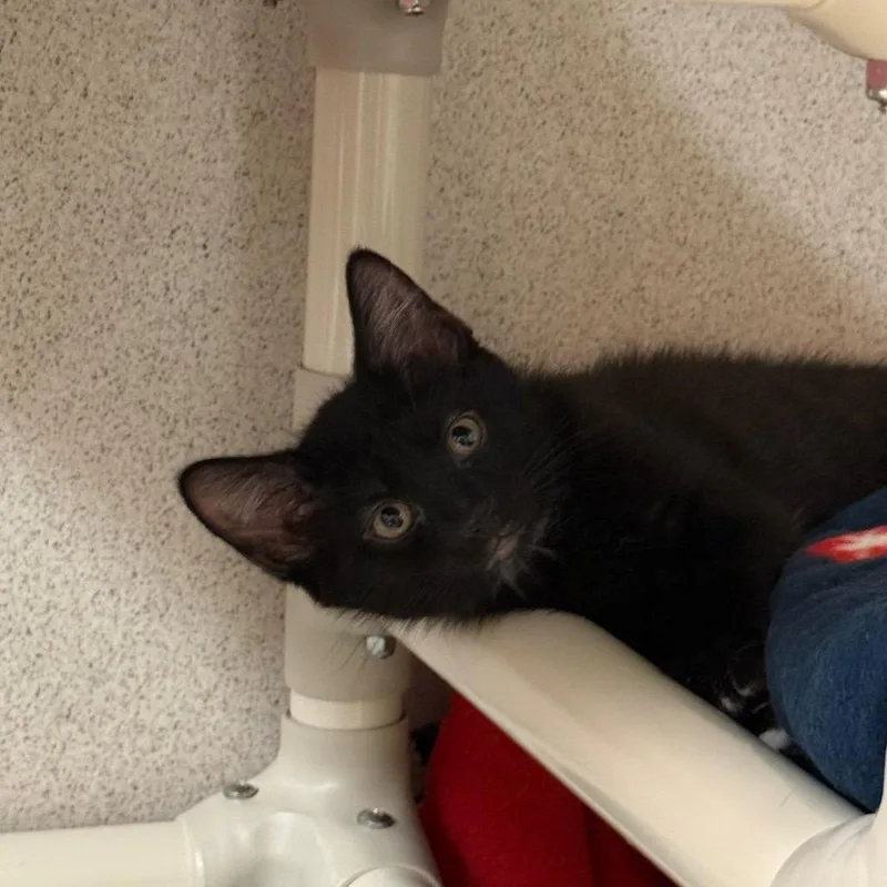 A baby small-sized male Black Domestic Short Hair cat named Fozzy for adoption in Naperville, IL