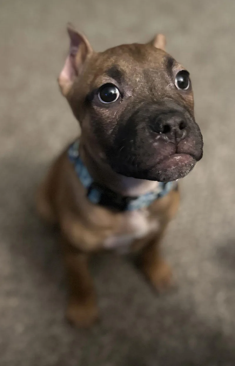 Fv Litter Lennox thumbnail 2