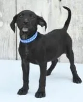 A young large-sized male Catahoula Leopard Dog dog named Toni for adoption in Kansas City, MO