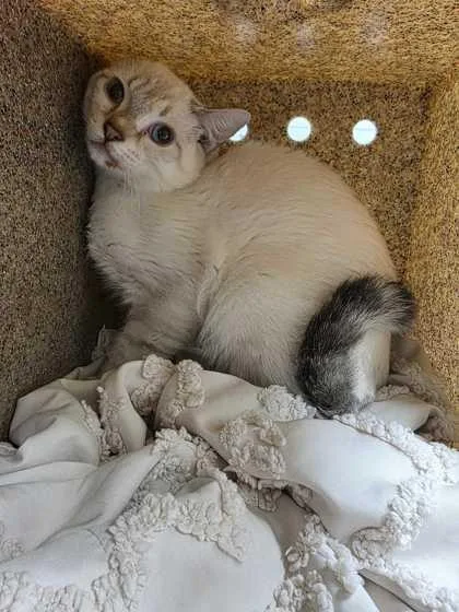 An adult small-sized male Domestic Short Hair cat named Garth for adoption in Sevierville, TN