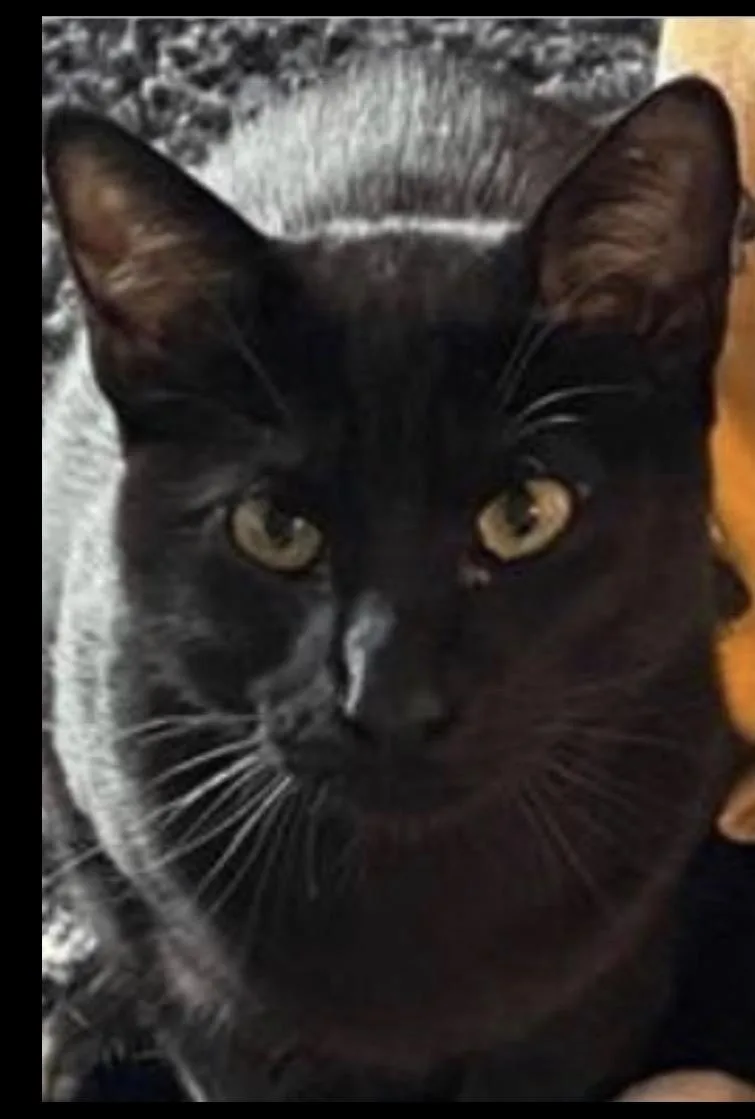 A young medium-sized male Black Domestic Short Hair cat named Jinxy for adoption in Salem, NH