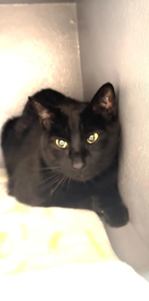 Jinxy thumbnail 2
