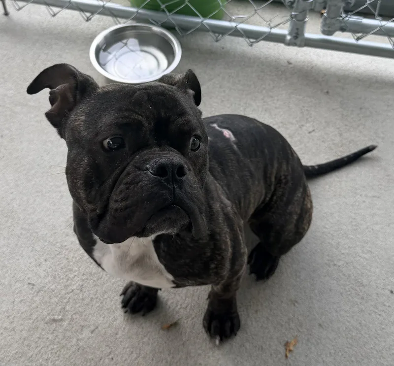 A young medium-sized male American Bulldog dog named Hicks for adoption in Raleigh, NC