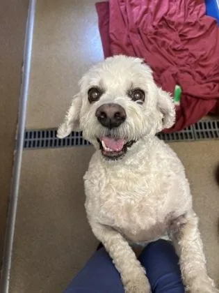 A senior small-sized female Cocker Spaniel dog named Jenni for adoption in East Brookfield, MA