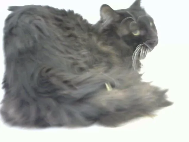 A young medium-sized male Domestic Short Hair cat named Water for adoption in Albuquerque, NM