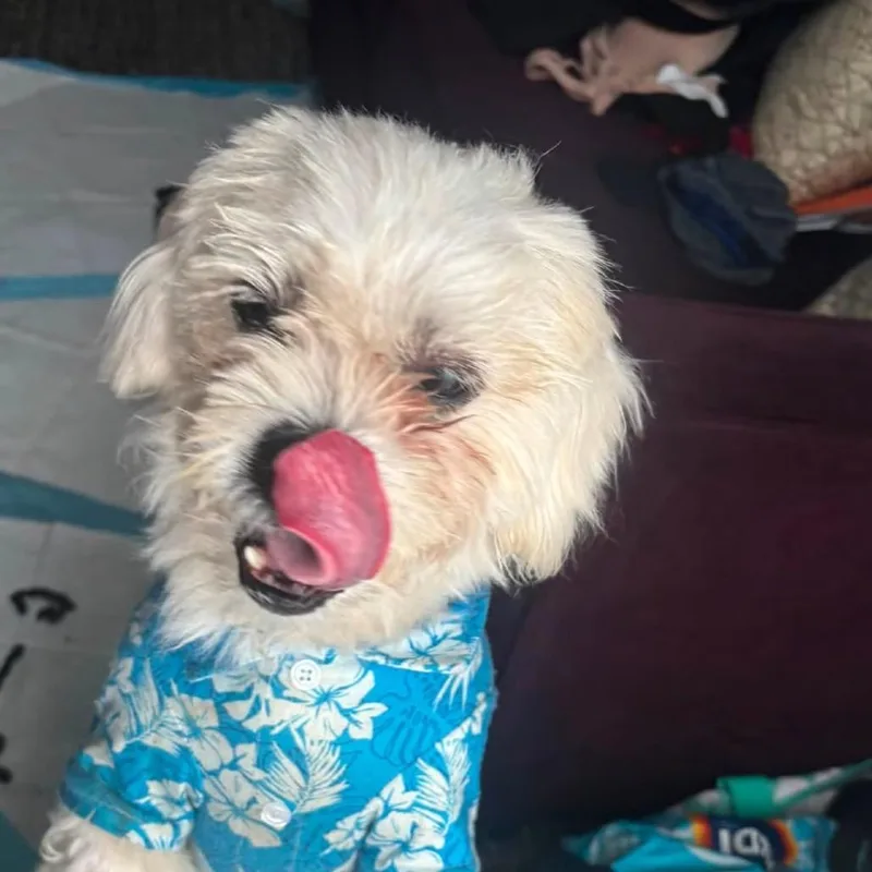 An adult small-sized male White / Cream Shih Tzu dog named Buzzy for adoption in Saint John, IN