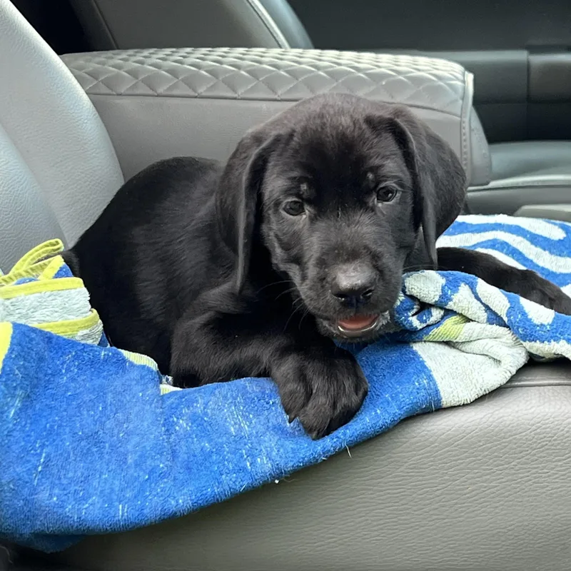 A baby medium-sized female Black Mixed Breed dog named Stella for adoption in Mt Pleasant, SC